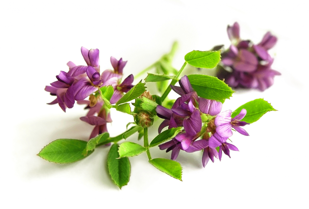 Alfalfa ball as part of Artovitel