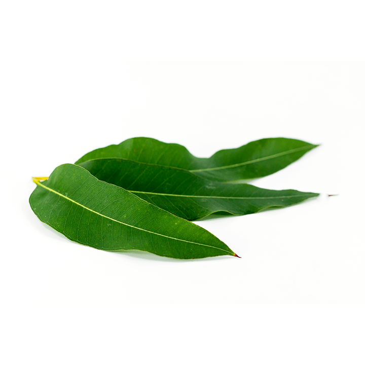 Eucalyptus globulus as part of Artovitel