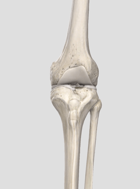 Cartilage wear and tear